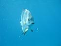 2011_Diving_the_Great_Barrier_Reef (12)
